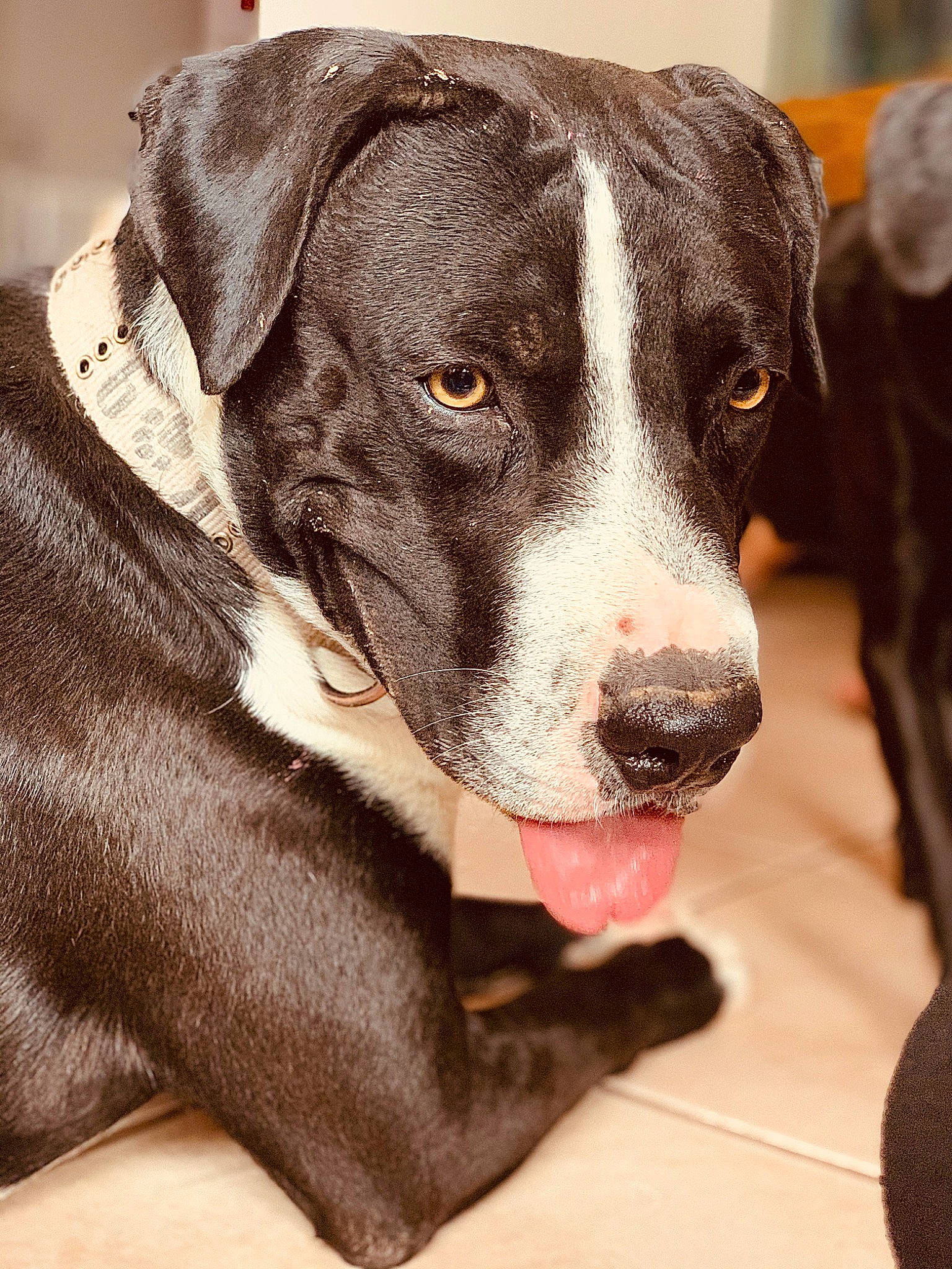 Bazzi is registered to the contest to win money with this photo: american_pit_bull_terrier, american_staffordshire_terrier, canidae, carnivore, catahoula_bulldog, dog, dog_breed, dog_collar, fawn, mammal, molosser, non_sporting_group, nose, pit_bull, puppy, rare_breed_dog, snout, sporting_group, vertebrate, whiskers