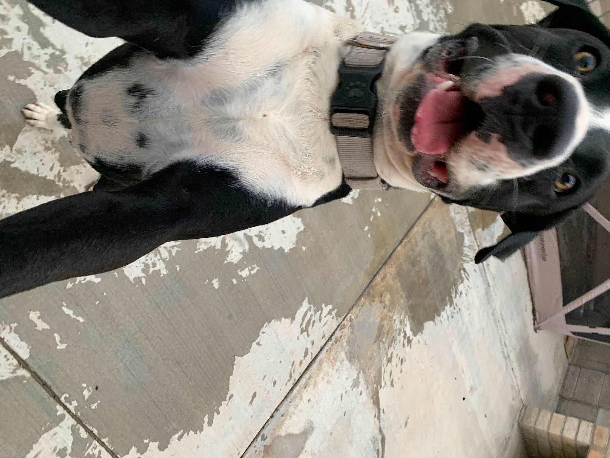 Bazzi is registered to the contest to win money with this photo: american_bulldog, american_pit_bull_terrier, american_staffordshire_terrier, bully_kutta, canidae, carnivore, dalmatian, dog, dog_breed, dogo_argentino, great_dane, mammal, non_sporting_group, nose, pit_bull, pointer, snout, sporting_group