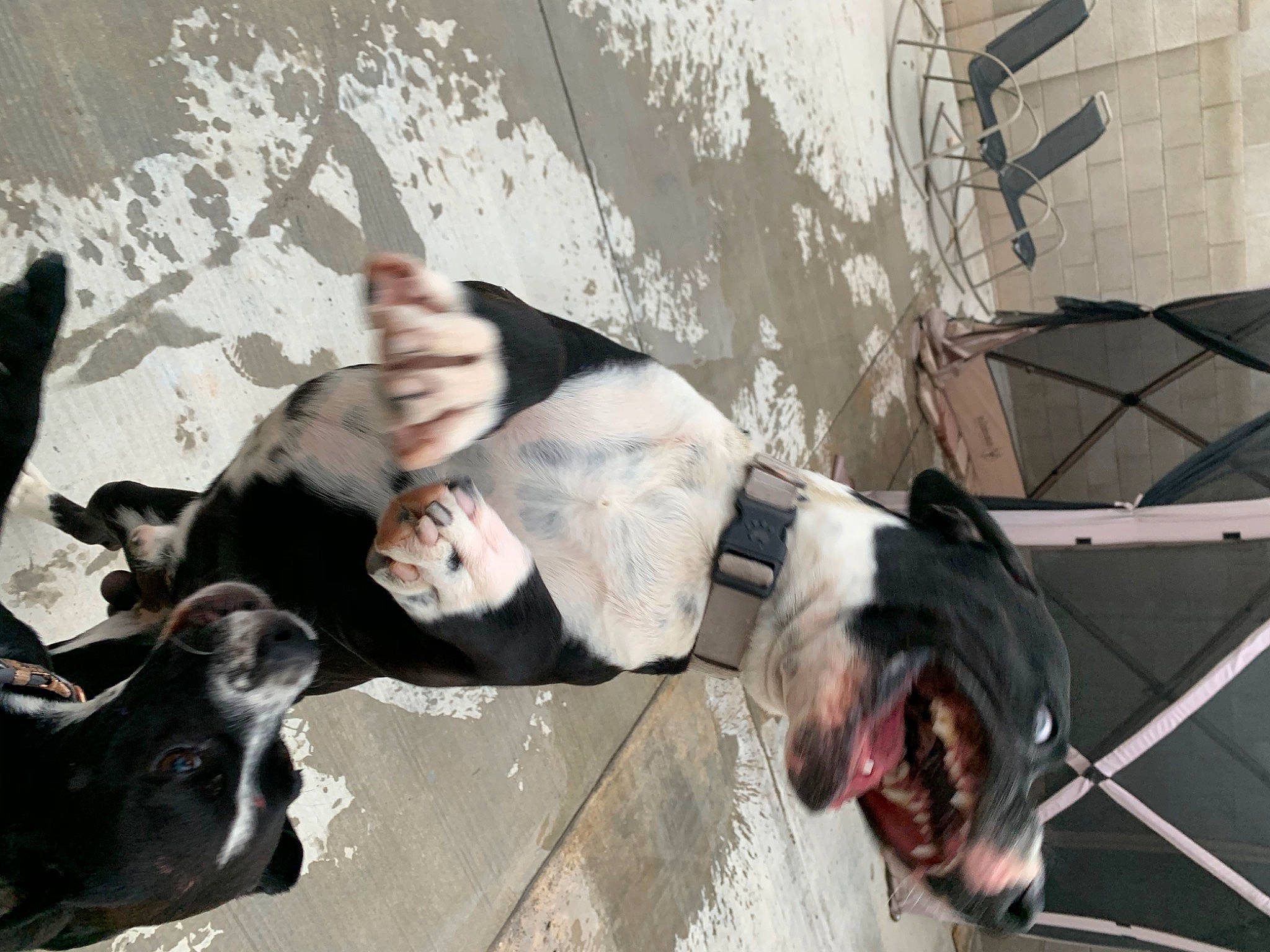 Bazzi is registered to the contest to win money with this photo: american_staffordshire_terrier, boston_terrier, canidae, carnivore, dog, dog_breed, french_bulldog, great_dane, non_sporting_group, pit_bull, snout, sporting_group