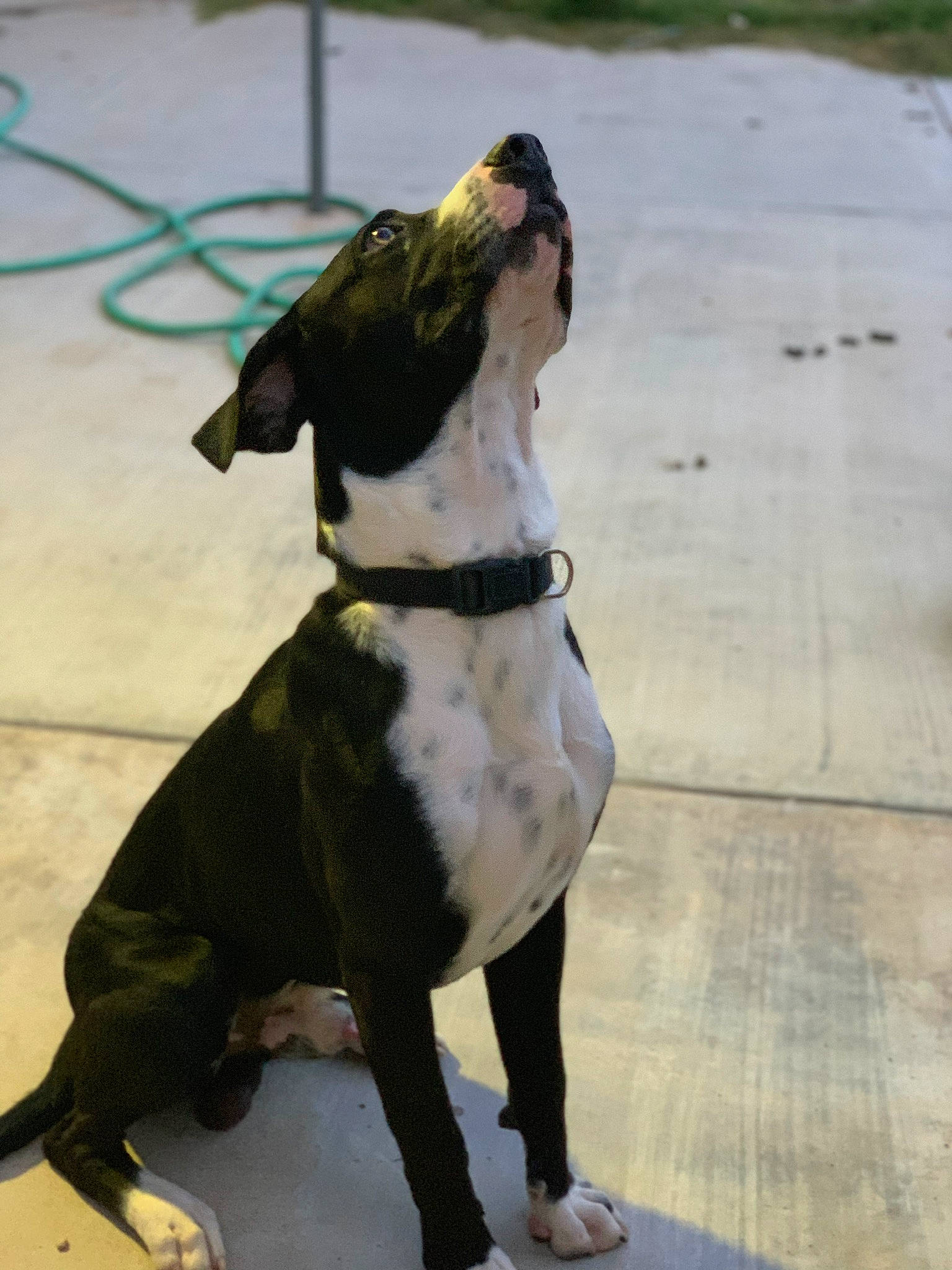 Bazzi joined the competition — help win amazing prizes! american_bulldog, american_pit_bull_terrier, american_staffordshire_terrier, canidae, carnivore, companion_dog, dog, dog_breed, fawn, great_dane, mammal, non_sporting_group, pit_bull, sporting_group, staffordshire_bull_terrier, tail, vertebrate