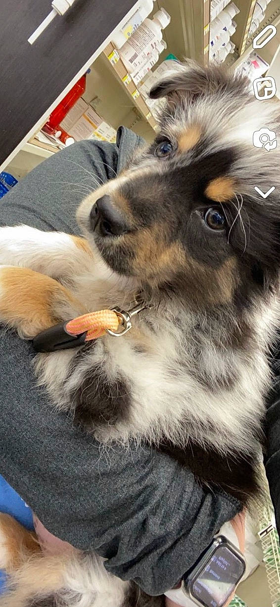 Grizzly joined the competition — help win amazing prizes! canidae, carnivore, claw, collar, companion_dog, dog, dog_breed, ear, felidae, fur, jaw, mammal, paw, snout, sporting_group, terrestrial_animal, vertebrate, whiskers, working_animal, working_dog