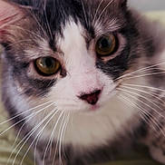 Bj is registered to the contest to win money with this photo: animal, cat, close_up, curious, cute, domestic_animal, eyes, face, feline, focus, fur, indoor, looking, mammal, pet, portrait, soft_light, tabby, whiskers, white_paws