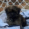 Baya participe au concours pour gagner de l'argent avec cette photo : puppy, dog, shaggy_fur, brown_fur, black_fur, pet, animal, portrait, close_up, sitting, lying_down, towels, blanket, hammock, outdoor, autumn, rope, collar, bell, cute