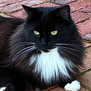 Annie is registered to the contest to win money with this photo: animal, black_cat, brick_path, cat, close_up, cute, domestic_cat, fluffy, fur, green_eyes, mammal, nature, outdoor, paw, pet, portrait, relaxed, resting, whiskers, white_fur