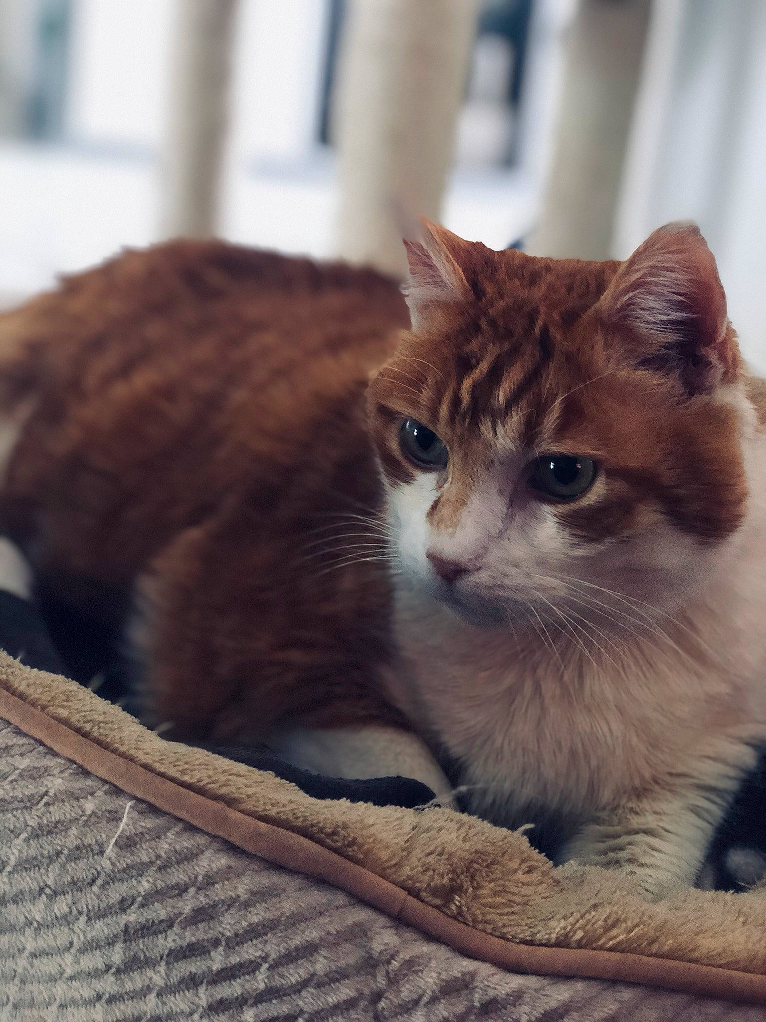 Cookie a rejoint le concours — aidez-le/la à gagner de superbes lots ! aegean_cat, arabian_mau, asian, carnivore, cat, domestic_short_haired_cat, european_shorthair, fawn, felidae, fur, german_rex, kitten, mammal, ojos_azules, small_to_medium_sized_cats, tabby_cat, vertebrate, whiskers