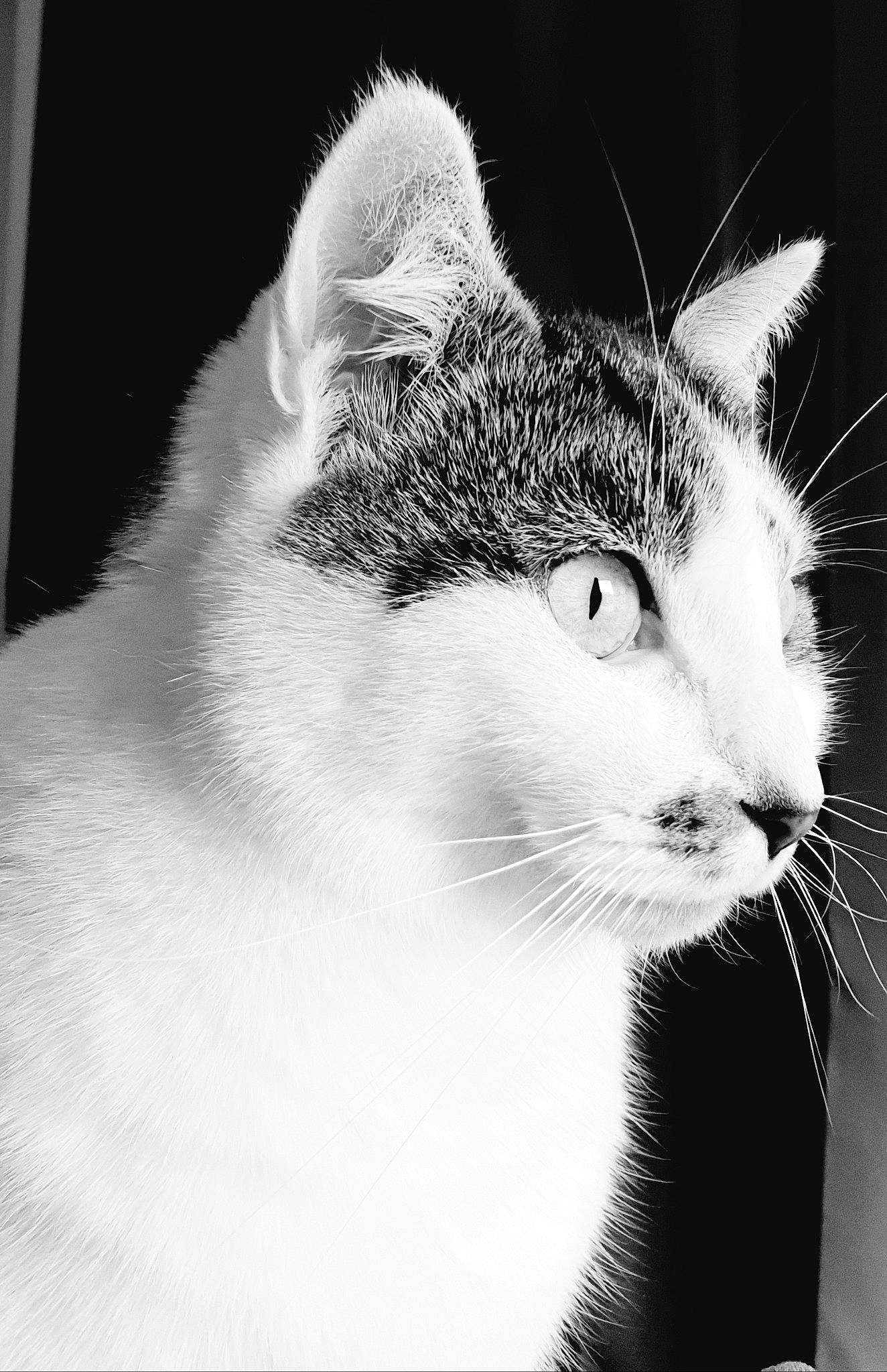 Lolie a rejoint le concours — aidez-le/la à gagner de superbes lots ! beauty, black_and_white, carnivore, cat, close_up, darkness, domestic_short_haired_cat, felidae, fur, monochrome, monochrome_photography, small_to_medium_sized_cats, snout, stock_photography, whiskers, wildlife, window