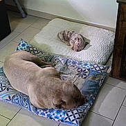 Flocky participe au concours pour gagner de l'argent avec cette photo : dog, puppy, sleeping, bed, blanket, floor, tile_floor, indoor, resting, animal, pet, cute, calm, cozy, patterned_blanket, two_dogs, quiet, peaceful, domestic, companion