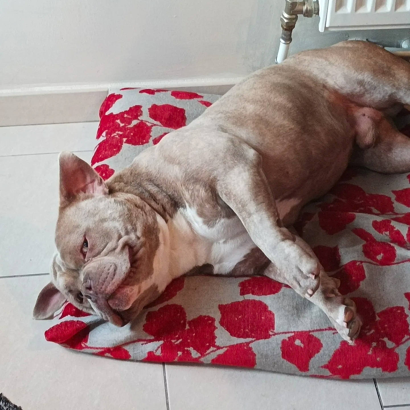 Faruck participe au concours pour gagner de l'argent avec cette photo : carnivore, cat, comfort, companion_dog, couch, dog, dog_breed, domestic_short_haired_cat, fawn, felidae, flooring, fur, human_leg, linens, paw, small_to_medium_sized_cats, snout, tail, whiskers, working_animal