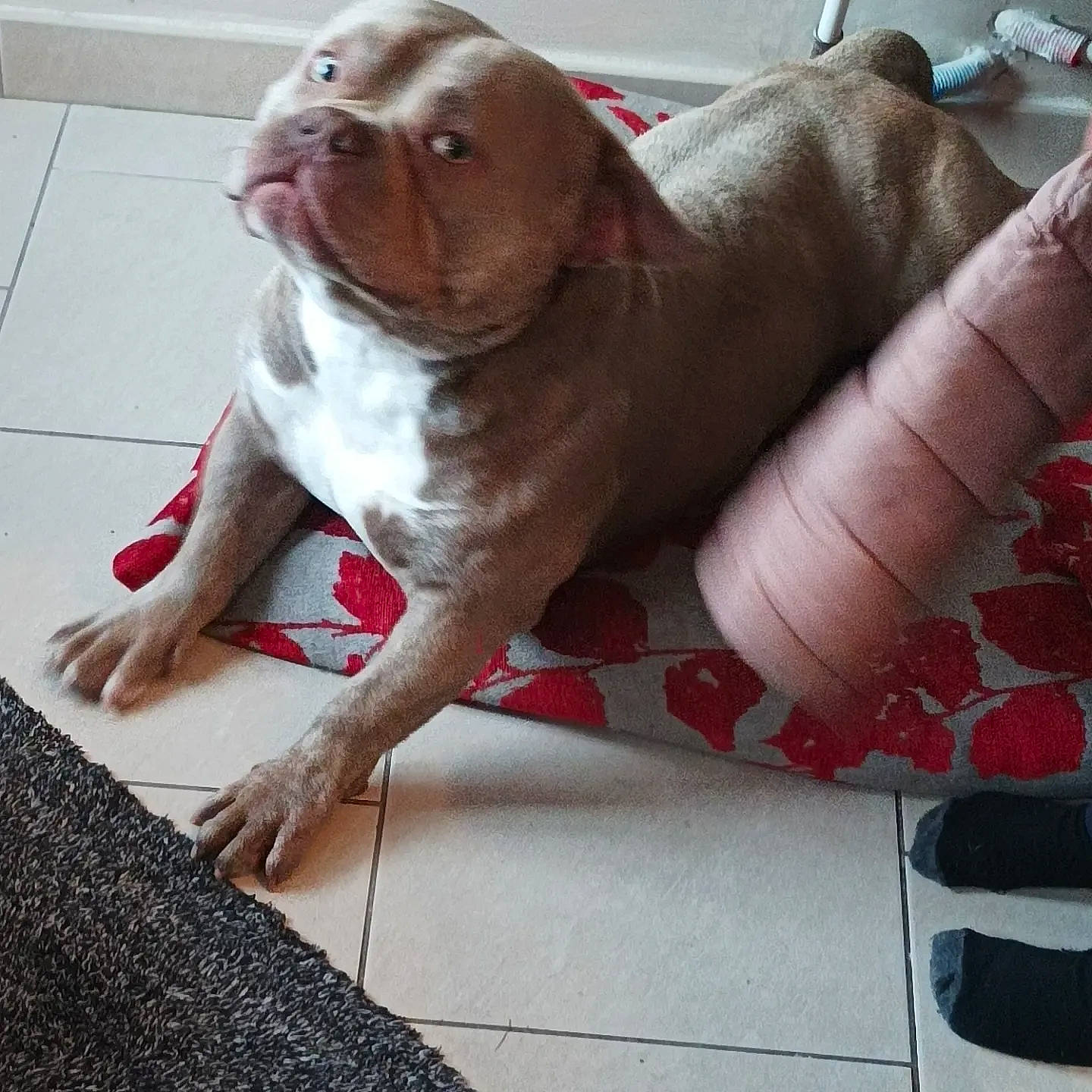 Faruck participe au concours pour gagner de l'argent avec cette photo : carnivore, collar, comfort, companion_dog, couch, dog, dog_breed, dog_supply, fawn, flooring, linens, liver, pattern, pet_supply, snout, sporting_group, tail, terrestrial_animal, whiskers, working_animal