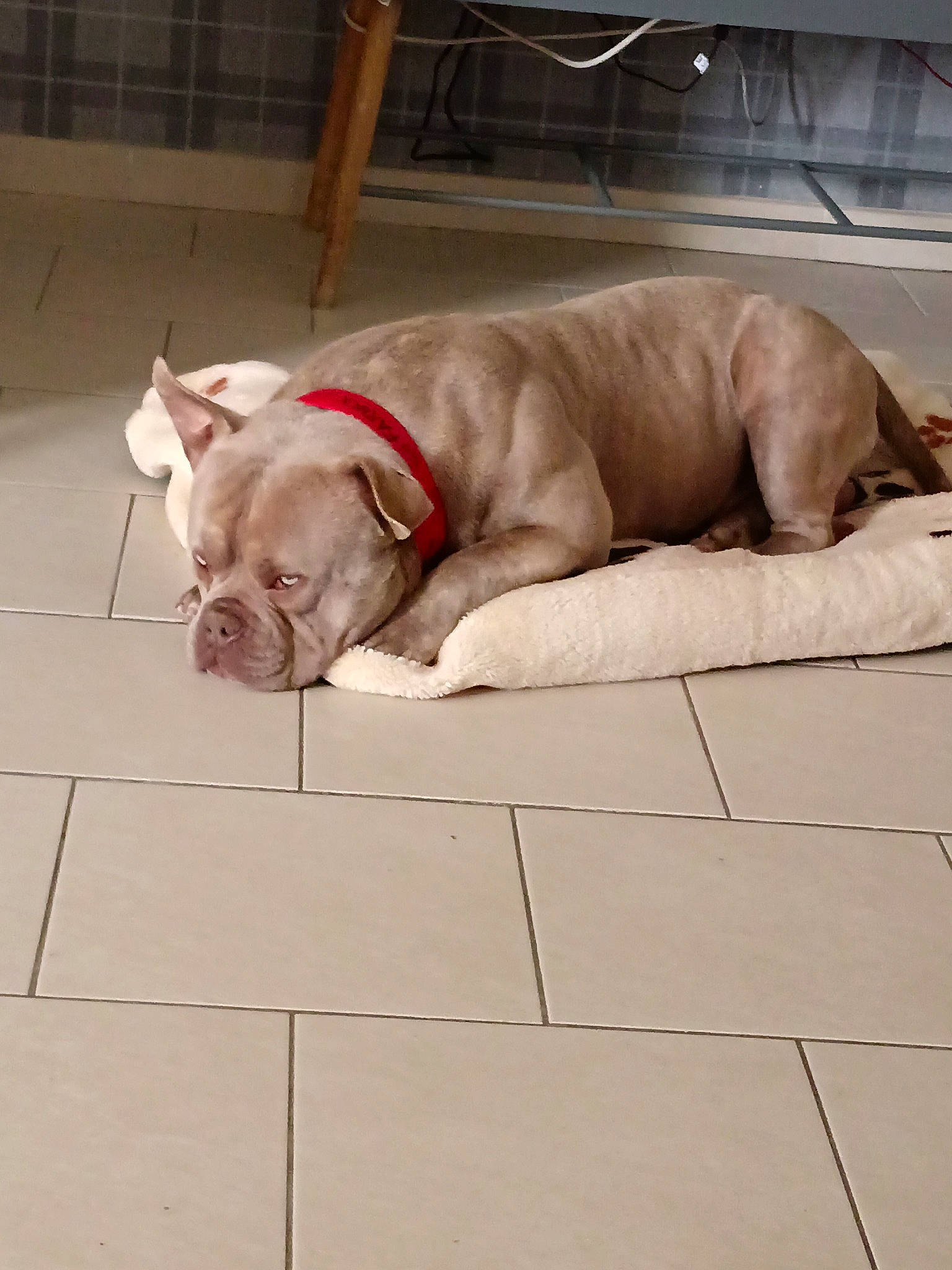 Faruck participe au concours pour gagner de l'argent avec cette photo : canidae, carnivore, collar, comfort, companion_dog, dog, dog_breed, dog_collar, dog_supply, fawn, flooring, fur, liver, mammal, pet_supply, snout, sporting_group, tail, terrestrial_animal, working_animal