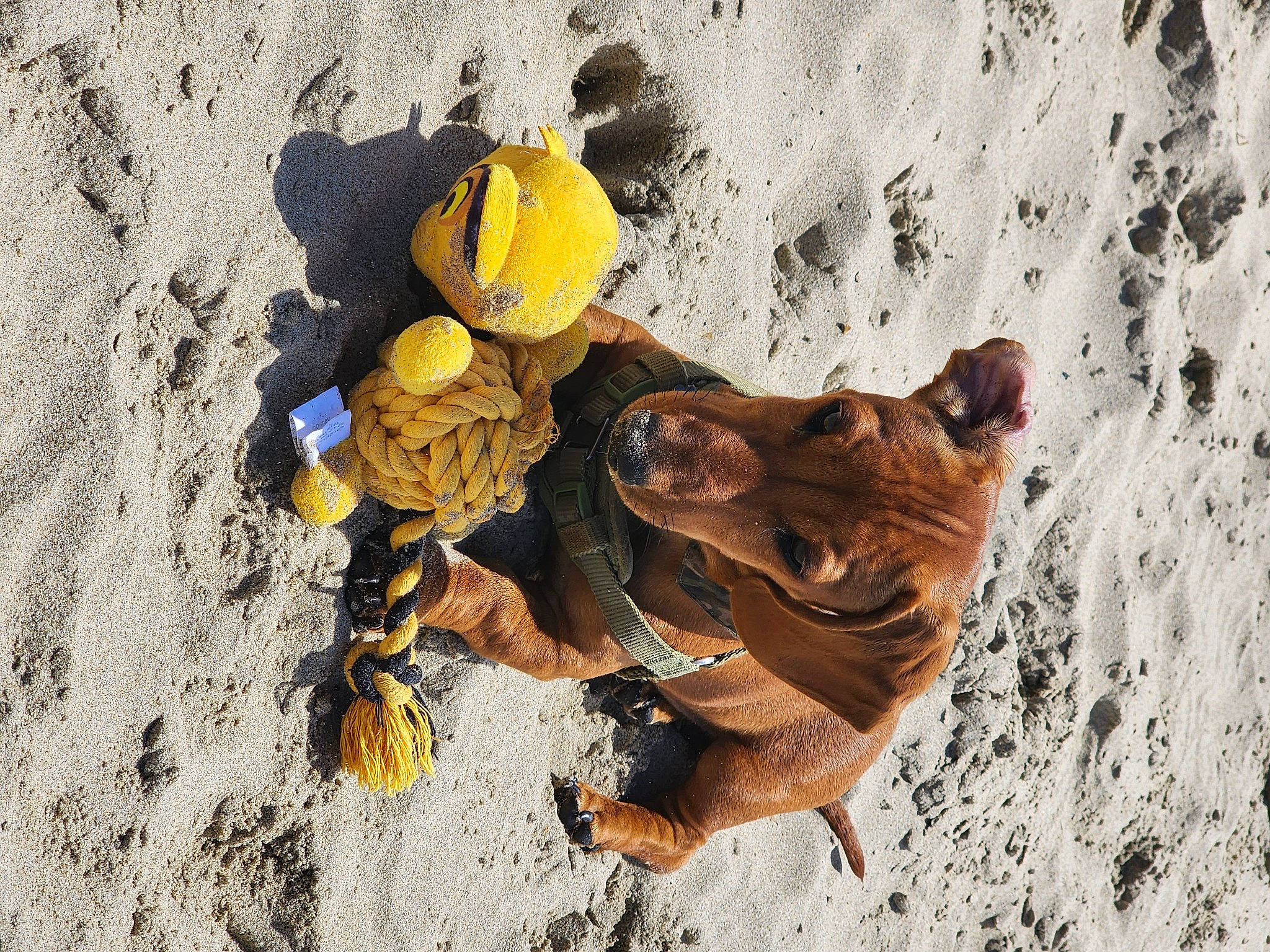 Nuka is registered to the contest to win money with this photo: ancient_dog_breeds, beach, carnivore, dog, dog_breed, fawn, landscape, rock, sand, shadow, soil, sporting_group, terrestrial_animal, wildlife, wood, working_animal