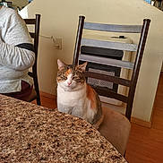 Paws joined the competition — help win amazing prizes! arm, calico_cat, cat, chair, countertop, dining_chair, domestic, fur, heater, home_appliance, indoor, kitchen, person_partial, pet, sitting, speckled_table, sweater, table, window_blinds, wood_floor