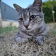 Gojo participe au concours pour gagner de l'argent avec cette photo : cat, tabby, gray_cat, animal, pet, feline, portrait, close_up, face, eyes, ears, whiskers, nose, paws, grass, outdoor, garden, backyard, blue_sky, photography