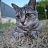cat, tabby, gray_cat, animal, pet, feline, portrait, close_up, face, eyes, ears, whiskers, nose, paws, grass, outdoor, garden, backyard, blue_sky, photography