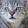 Gojo participe au concours pour gagner de l'argent avec cette photo : cat, gray_tabby, animal, pet, portrait, close_up, face, green_eyes, whiskers, ears, fur, striped_fur, feline, staring, outdoor, nature, blurred_background, symmetrical, headshot, dramatic_expression