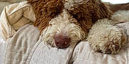 Jjay is registered to the contest to win money with this photo: dog, bed, blanket, curly_hair, sleeping, cozy, fur, paw, indoor, relaxed, pet, canine, cute, resting, quilt, headboard, soft_focus, brown, white, nose