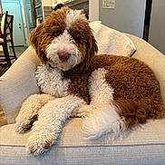 Jjay joined the competition — help win amazing prizes! dog, brown_and_white, curly_fur, armchair, indoor, cozy, relaxed, pet, canine, furniture, living_room, portrait, curly_coat, home, domestic, companion, cute, animal, resting, fluffy