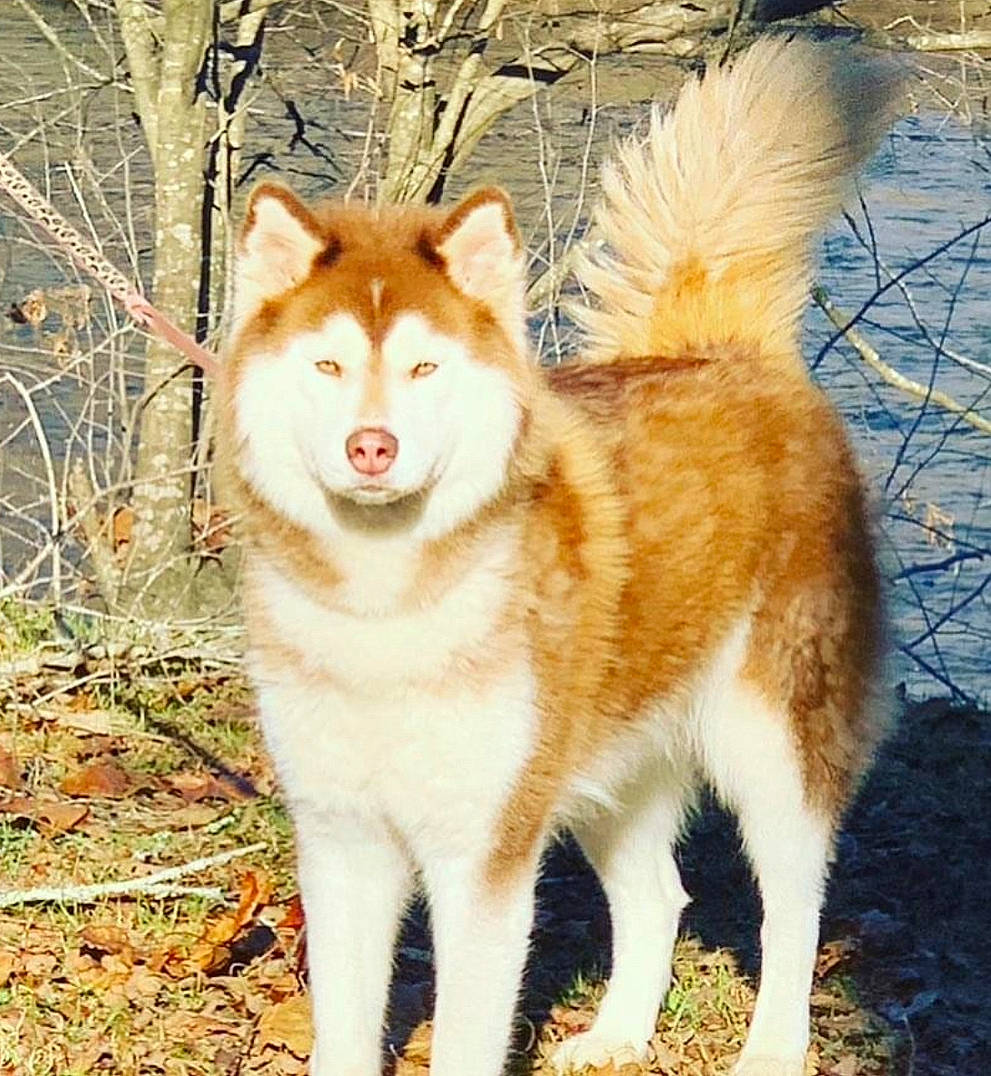 Rhea is registered to the contest to win money with this photo: ancient_dog_breeds, canidae, canis, carnivore, companion_dog, dog, dog_breed, fawn, fur, grass, sled_dog, snout, tail, terrestrial_animal, tree, whiskers, wildlife, winter, working_dog