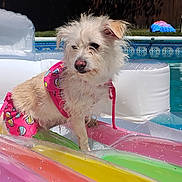 Kiki joined the competition — help win amazing prizes! dog, swimsuit, pool, inflatable_float, wet_fur, summer, outdoor, water, colorful, pink, beach_ball_pattern, relaxed, sunny, grass, fence, pet, canine, leisure, daytime, backyard