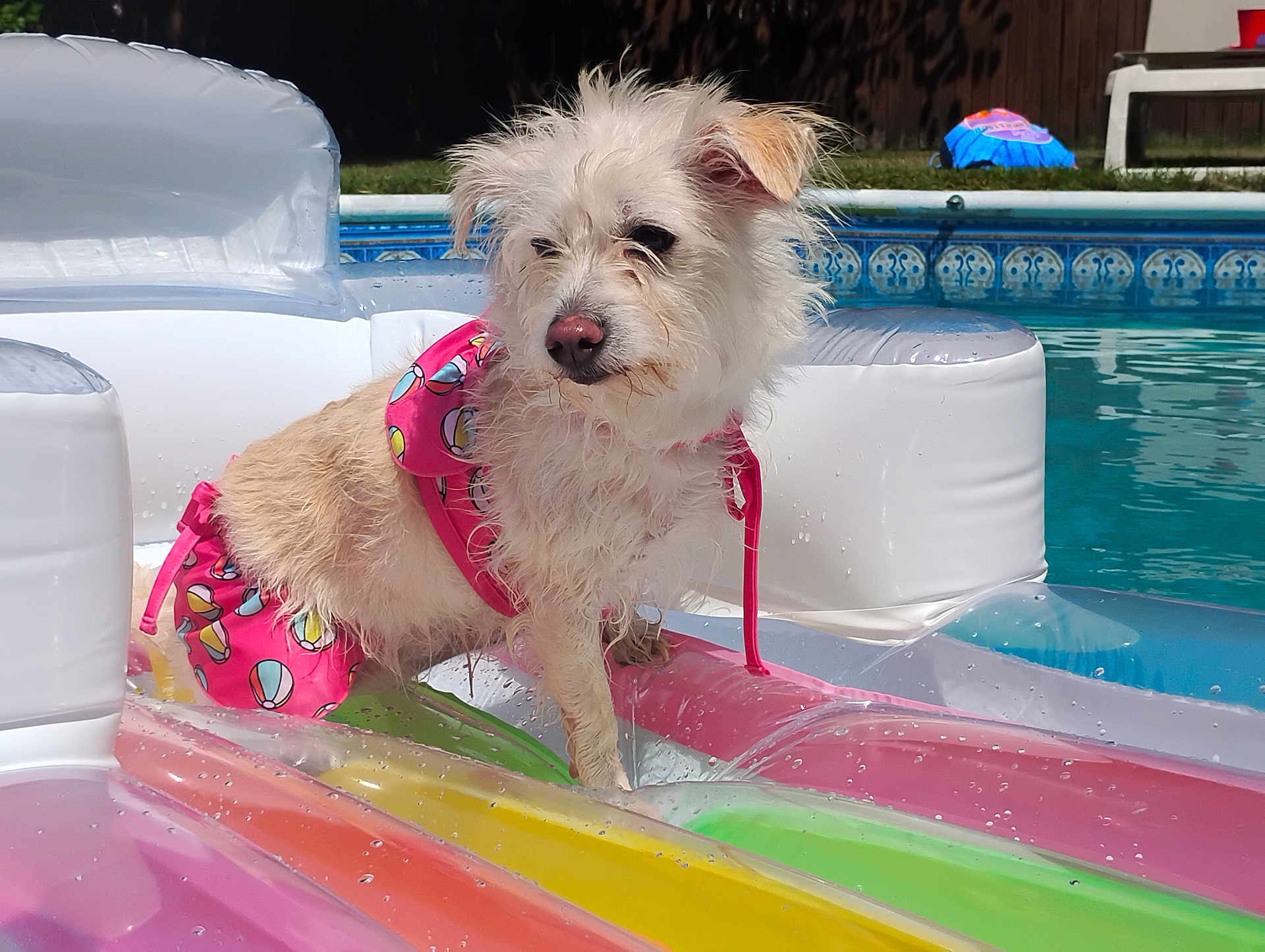 Kiki joined the competition — help win amazing prizes! dog, swimsuit, pool, inflatable_float, wet_fur, summer, outdoor, water, colorful, pink, beach_ball_pattern, relaxed, sunny, grass, fence, pet, canine, leisure, daytime, backyard