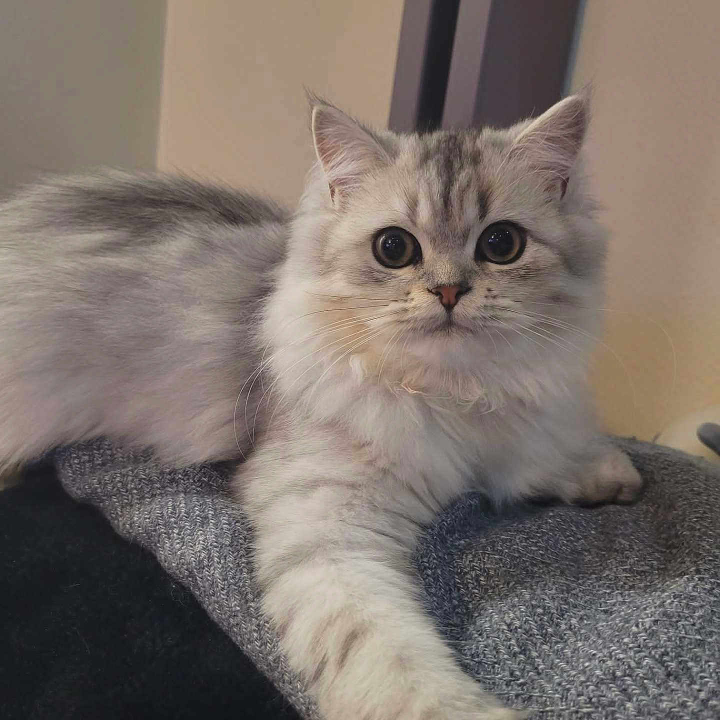 Nala participe au concours pour gagner de l'argent avec cette photo : abyssinian, angora, animal, blanket, cat, indoors, kitten, manx, pet, siamese