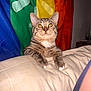 Chanti is registered to the contest to win money with this photo: cat, tabby, animal, pet, cushion, beige, rainbow_flag, colorful, indoor, curious, whiskers, ears, feline, domestic_cat, portrait, closeup, looking_up, soft_texture, cozy, background