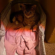 Chanti joined the competition — help win amazing prizes! cat, tabby_cat, clothing, hoodie, pink, pet_bed, indoor, feline, cozy, relaxed, carpet, animal, cute, resting, soft_texture, warm_light, shadow, small_space, comfort, domestic_animal