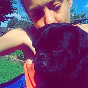 Kia joined the competition — help win amazing prizes! accessories, animal, bulldog, canine, dog, face, grass, head, nature, outdoors, person, pet, photography, plant, portrait, pug, puppy, selfie, tree, vegetation