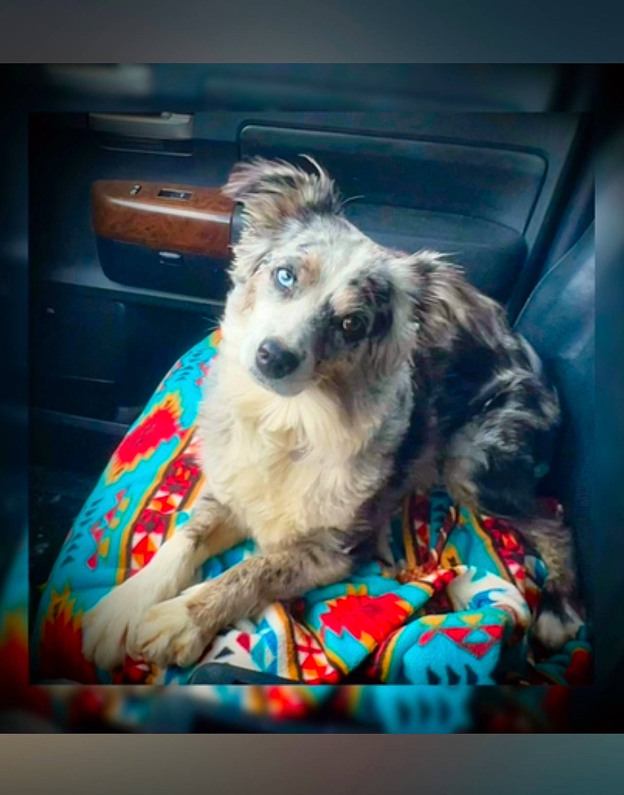 Dakota joined the competition — help win amazing prizes! canidae, carnivore, companion_dog, dog, dog_breed, dog_supply, fur, pet_supply, small_terrier, snout, sporting_group, terrier, toy_dog, vertebrate, working_animal