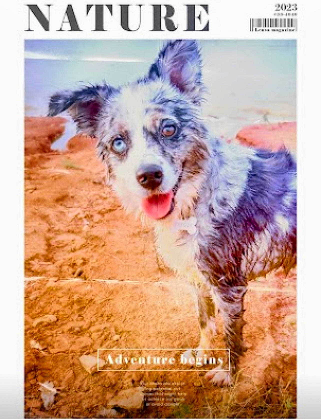 Dakota joined the competition — help win amazing prizes! advertising, art, canidae, carnivore, companion_dog, dog, dog_breed, font, happy, herding_dog, photo_caption, poster, recreation, snout, sporting_group, texas_heeler, walking, working_dog