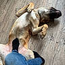 animal, belly_up, black_socks, canine, casual, companion, dog, flooring, foot, human_leg, indoor, jeans, light_brown, lying_down, paw, pet, relaxed, resting, sock, wooden_floor