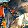 animal, bed, blue, brown, close_up, colorful, dog, fabric, indoor, orange, paw, pet, playful, rope_toy, snout, striped, sunlight, texture, toy, yellow