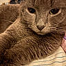 Marley is registered to the contest to win money with this photo: animal, cat, close_up, cozy, cute, domestic_cat, eyes, face, feline, fur, gray_cat, indoor, mammal, pet, portrait, relaxed, resting, soft_texture, striped_fabric, whiskers