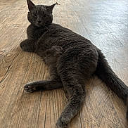 Marley is registered to the contest to win money with this photo: cat, gray_cat, indoor, wooden_floor, pet_crate, relaxed, animal, feline, floor, laying_down, looking_back, ears, tail, cozy, home, domestic, pet, fur, whiskers, quiet