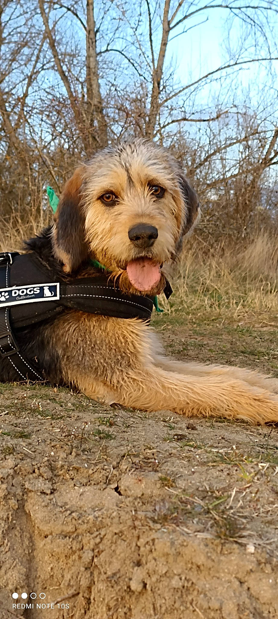 Repsol a rejoint le concours — aidez-le/la à gagner de superbes lots ! canidae, carnivore, companion_dog, dog, dog_breed, fawn, fur, grass, hunting_dog, liver, plant, sky, snout, soil, sporting_group, terrier, tree, water_dog, working_animal, working_terrier