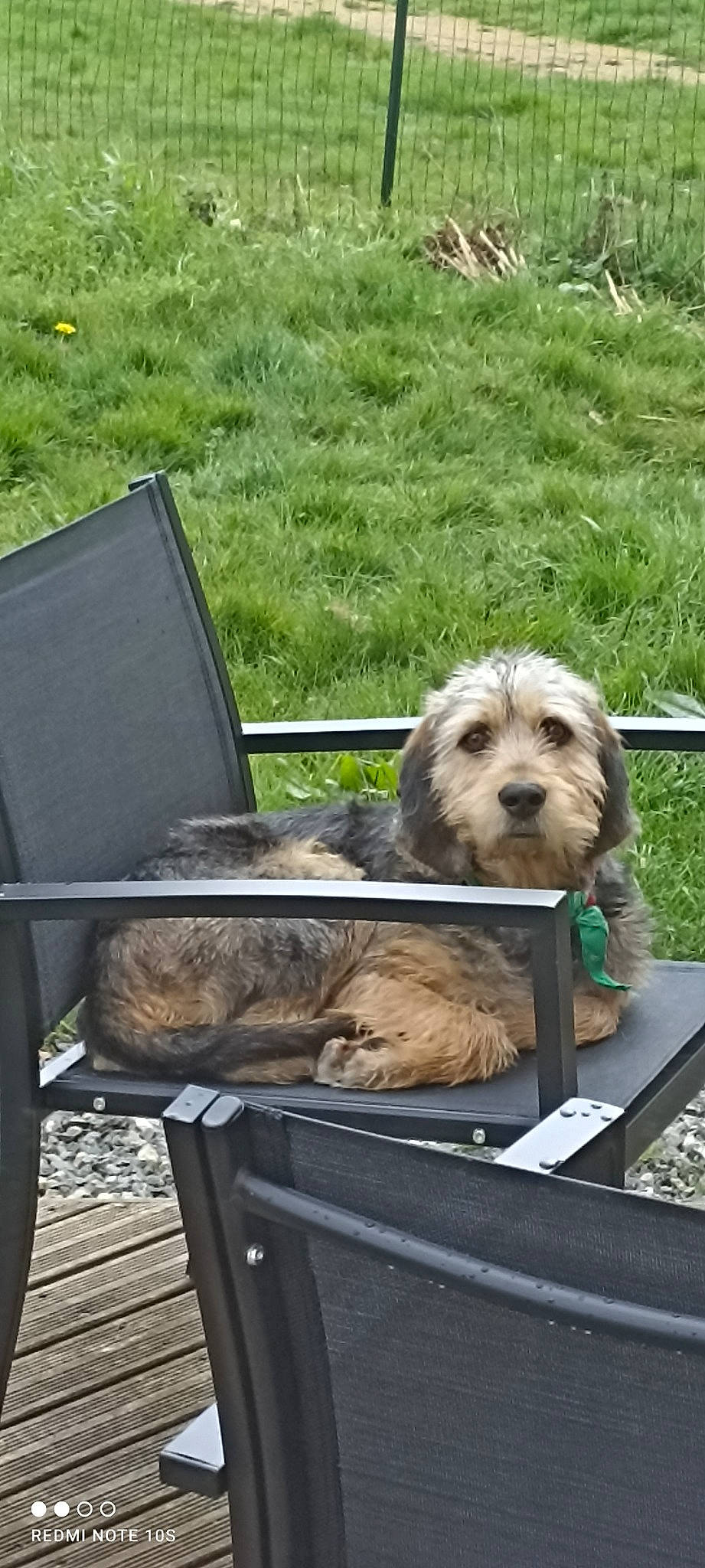 Repsol a rejoint le concours — aidez-le/la à gagner de superbes lots ! automotive_exterior, canidae, carnivore, companion_dog, dog, dog_breed, fur, grass, motor_vehicle, outdoor_furniture, plant, puppy, sitting, small_terrier, sporting_group, terrier, toy_dog, wood, working_terrier, yorkipoo