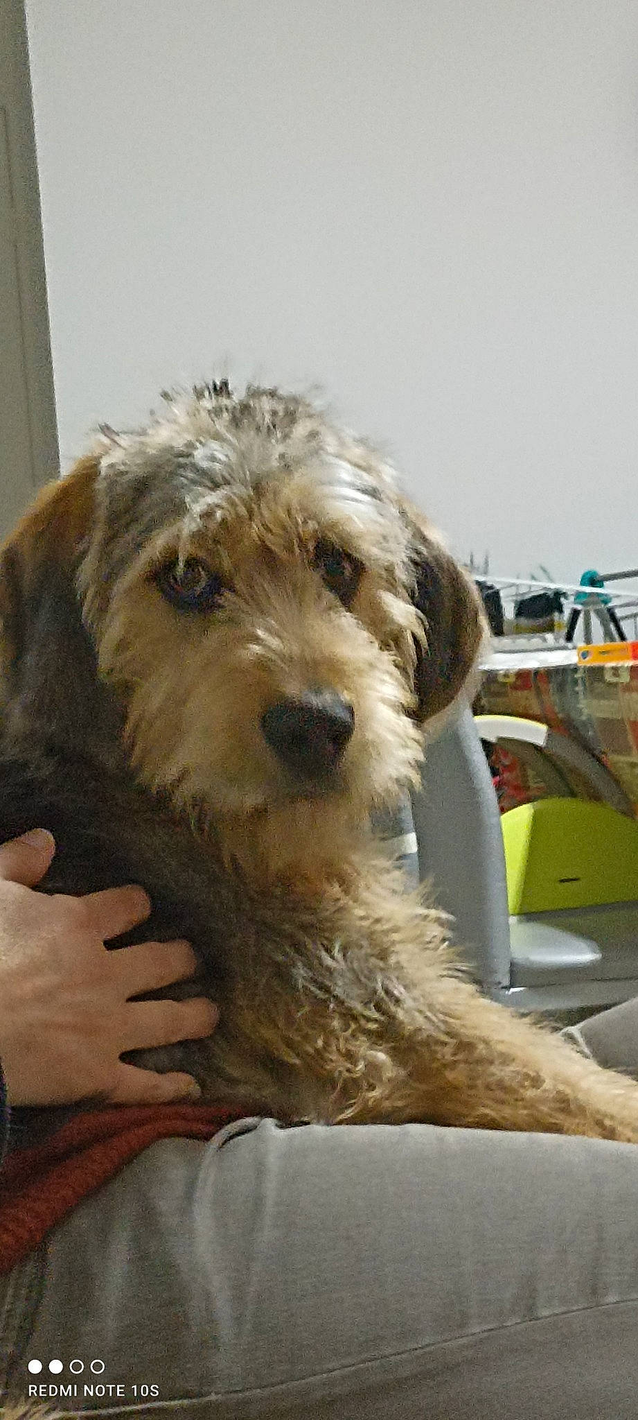 Repsol participe au concours pour gagner de l'argent avec cette photo : briquet_griffon_vendeen, canidae, carnivore, companion_dog, dog, dog_breed, fur, labradoodle, sapsali, small_terrier, snout, sporting_group, terrier, toy_dog, water_dog, working_animal