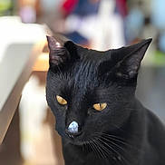 Oslo participe au concours pour gagner de l'argent avec cette photo : animal, black_cat, cat, close_up, curious, cute, domestic_animal, ears, face, feline, focused, fur, indoor, mammal, nose, pet, portrait, soft_background, whiskers, yellow_eyes