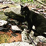alert, animal, black_cat, branch, cat, creek, curious, forest, greenery, leash, moss, nature, outdoor, pet, rock, stone, stream, walking, water, wildlife
