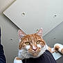 Tokyo a rejoint le concours — aidez-le/la à gagner de superbes lots ! animal, arm, cat, ceiling, closeup, curious, domestic_cat, ears, face, feline, fur, indoor, light, looking, orange_cat, paw, person, pet, whiskers, white_cat