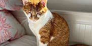 Tokyo a rejoint le concours — aidez-le/la à gagner de superbes lots ! animal, bed, cat, cozy, cute, domestic, feline, fur, ginger_cat, home, indoor, pet, pillow, quiet, relaxed, resting, sleepy, sunlight, whiskers, white_cat
