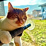 animal, background_blur, cat, closeup, curious, daylight, domestic_cat, ears, feline, house, nature, orange_cat, outdoor, paw, perch, pet, sunlight, whiskers, white_cat, window