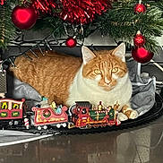 Tokyo participe au concours pour gagner de l'argent avec cette photo : cat, christmas_ornaments, christmas_tree, cozy, decorations, festive, festive_lighting, floor, holiday, holiday_decor, holiday_season, indoor, miniature_train, orange_cat, pets, red_ornaments, relaxing, tinsel, train_set, white_cat