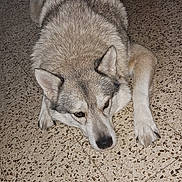 Tamara participe au concours pour gagner de l'argent avec cette photo : dog, lying_down, indoor, floor, tile, pet_bed, furniture_leg, gray, white, canine, animal, resting, paw, ears, nose, domestic_animal, companion, quiet, home, pet