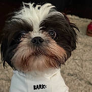 Zoey is registered to the contest to win money with this photo: animal, background, black_and_white, close_up, clothing, cozy, cute, dog, eyes, face, fluffy, fur, hoodie, indoor, nose, pet, portrait, puppy, soft, texture
