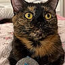 cat, tortoiseshell, toy_mouse, bedroom, quilt, floral_pattern, pet, animal, feline, yellow_eyes, whiskers, ears, fur, domestic_cat, indoor, resting, cute, alert, close_up, soft_lighting