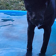 Mokey joined the competition — help win amazing prizes! animal, backyard, black_dog, blue_pool, canine, daylight, dog, grass, grass_field, leisure, nature, outdoor, pet, play, pool, reflection, shallow_water, standing, summer, water