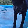 animal, backyard, black_dog, blue_pool, canine, daylight, dog, grass, grass_field, leisure, nature, outdoor, pet, play, pool, reflection, shallow_water, standing, summer, water