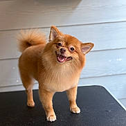 Lana joined the competition — help win amazing prizes! dog, pomeranian, smiling, happy, fluffy, pet, animal, grooming_table, indoor, portrait, standing, fur, cute, canine, friendly, domestic_animal, small_dog, ears, tail, brown_fur