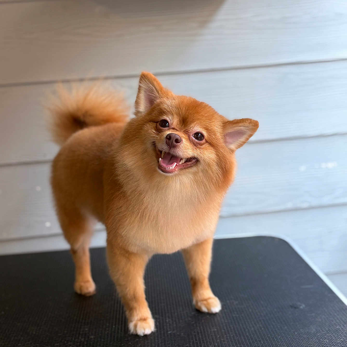 Lana joined the competition — help win amazing prizes! dog, pomeranian, smiling, happy, fluffy, pet, animal, grooming_table, indoor, portrait, standing, fur, cute, canine, friendly, domestic_animal, small_dog, ears, tail, brown_fur